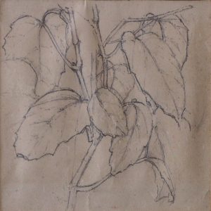 Plant drawing Andrew Aarons